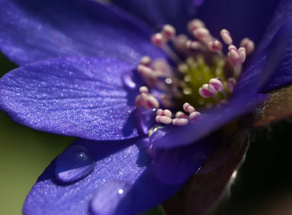 Smukke Blomster Blomster Koncept Baggrund - Stock-foto