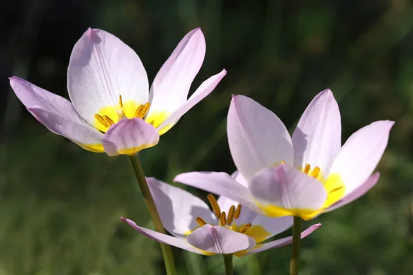 Tulipán Roca Tulipa Bakeri Lila Maravilla —  Fotos de Stock