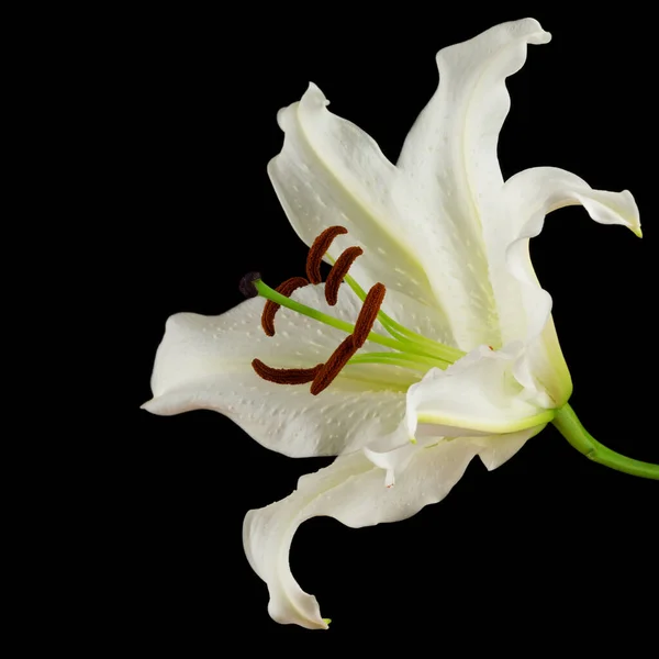 白百合 花的特写 黑色背景 — 图库照片