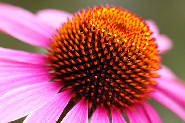Rózsaszín Virág Zöld Alapon — Stock Fotó