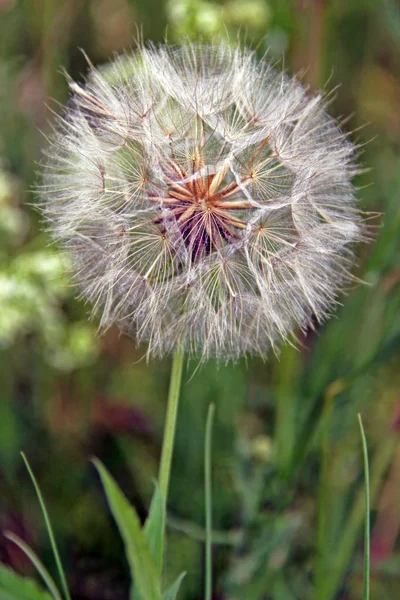 夏季植物 花卉和植物学概念 — 图库照片