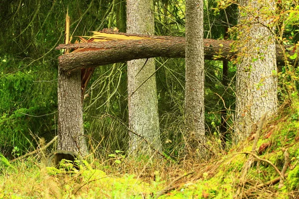 Verbogene Baumstämme Durch Orkan — Stockfoto