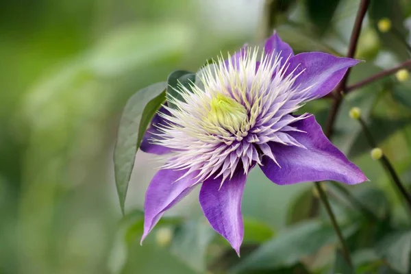 Clematis Flower Petals Flora — Stock Photo, Image