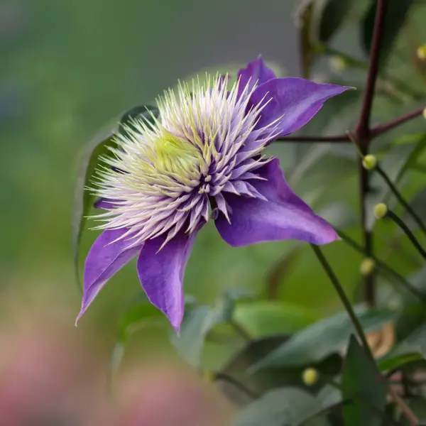 Clematis Flower Petals Flora — Stock Photo, Image