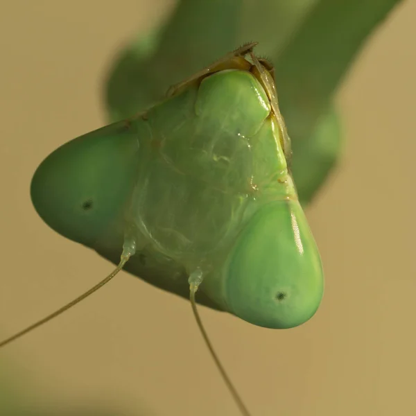 Mantis Insecten Prooiwants — Stockfoto