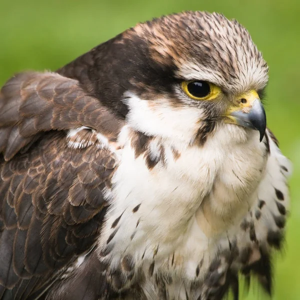 Sparrow Hawk Amerikaanse Torenvalk Close View Vierkant — Stockfoto