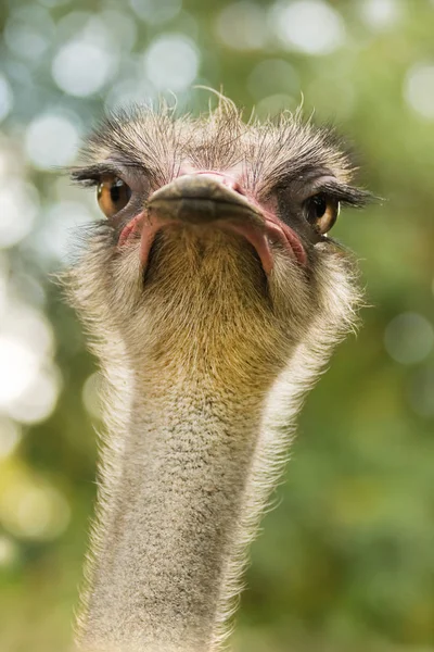 Struisvogel Struthio Camelus Hoofd Met Herfst Kleuren Achtergrond Verticaal — Stockfoto