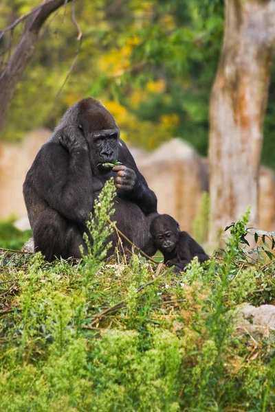 Singe Gorille Primate Animal — Photo