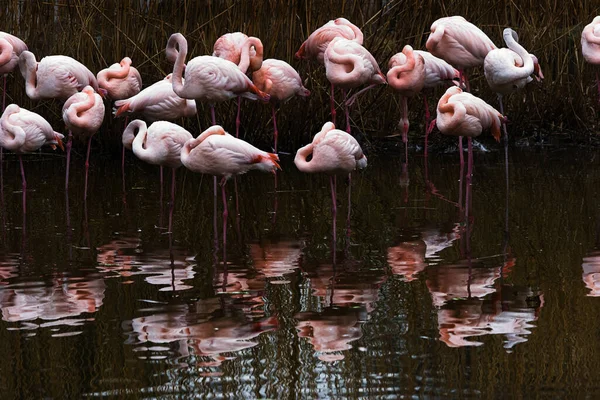 Grupo Flamingo Descansando Água Com Reflexão — Fotografia de Stock