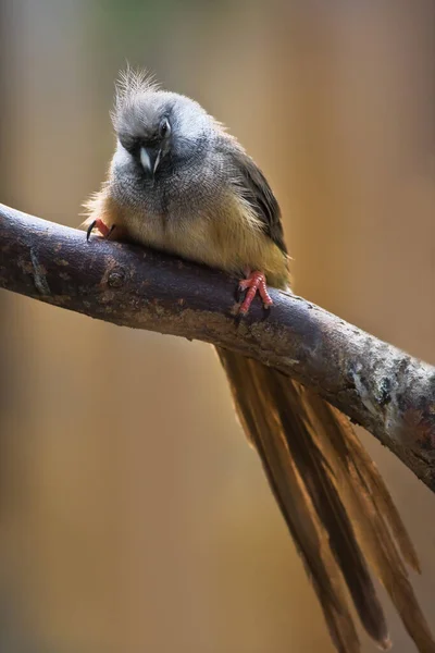 Mały Brązowy Mousebird Długim Ogonem Pióra Gałęzi Brązowy Tło — Zdjęcie stockowe