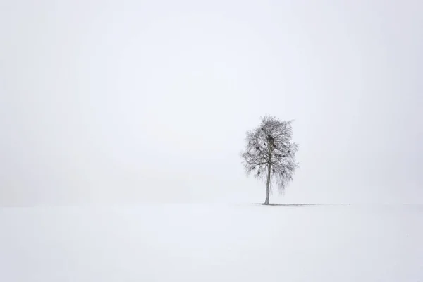 Tree Birch Winter Fog — Stock Photo, Image