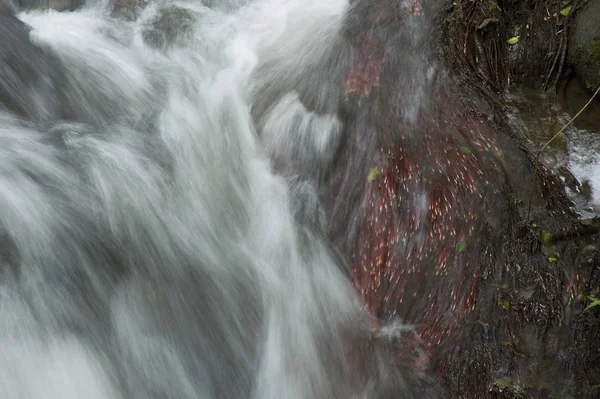 Torrente Tropicale Torrente Costa Rican Centrale Cordigliera Costa Rica Movimento — Foto Stock