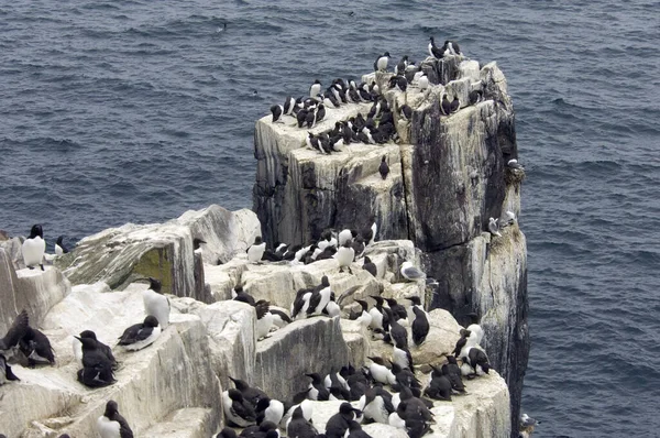 Vista Panorámica Hermoso Pájaro Cormorán Naturaleza — Foto de Stock