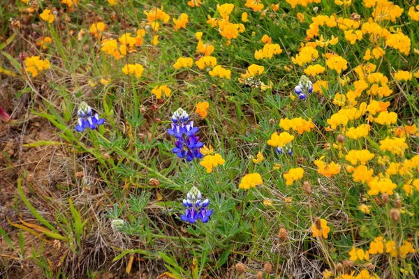 Schilderachtig Uitzicht Prachtige Lupine Bloem — Stockfoto