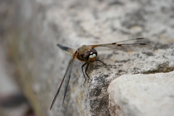 Primo Piano Macro Vista Insetti Libellula — Foto Stock