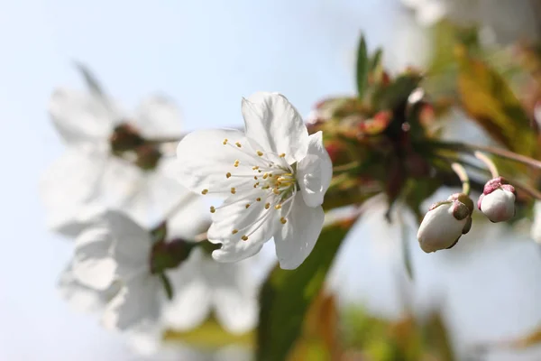 Ein Brunch Mit Sehr Schönen Wildkirschblüten Einem Park Frühling — Stockfoto