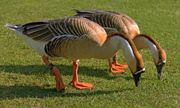 Swan Geese Anser Cygnoides — Stock Photo, Image