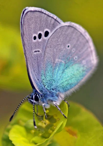 Closeup Bug Wild Nature — Stock Photo, Image