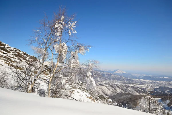 雪に覆われたエレガントな白樺の木で 背景には素晴らしい冬の山の景色と新鮮な秋のパウダースノー — ストック写真