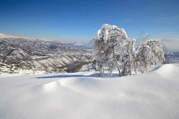 雪に覆われたエレガントな白樺の木で 背景には素晴らしい冬の山の景色と新鮮な秋のパウダースノー — ストック写真