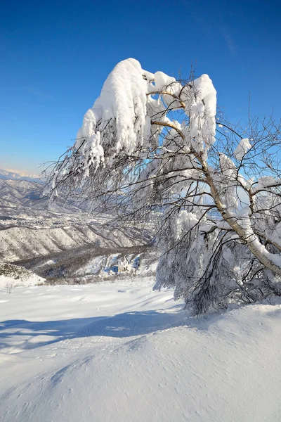 Élégant Bouleau Recouvert Une Épaisse Neige Avec Paysage Hivernal Incroyable — Photo