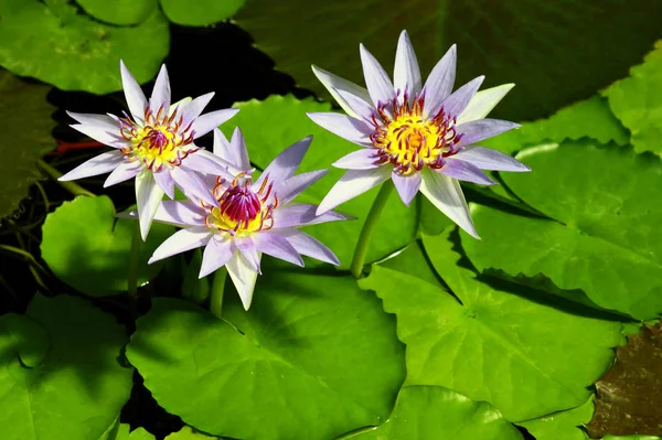 Drei Seerosenblüten — Stockfoto