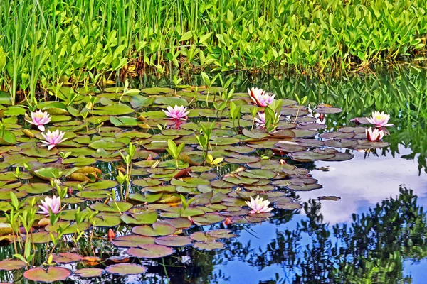 Staw Ogrodowy Liliami Wodnymi — Zdjęcie stockowe