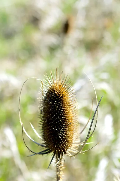 Closeup Egyetlen Száraz Barna Teasel Tüskés Mag Pod — Stock Fotó