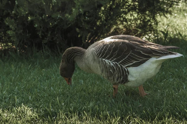 Domestic Goose Grazing Fresh Grass Botanical Park — Stock Photo, Image