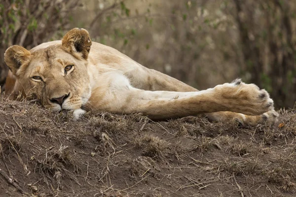 雌ライオン マサイ ケニア共和国 東アフリカ — ストック写真