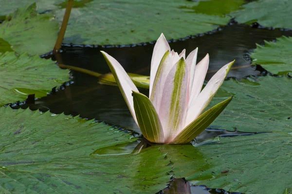 Water Lily Flowers Petals Pond Flora — Stock Photo, Image