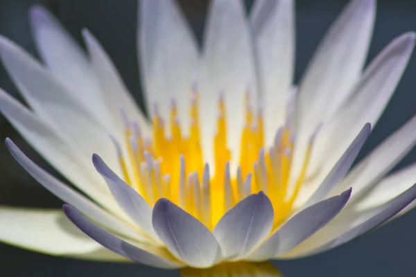 Närbild Skott Blå Petal Lotus — Stockfoto
