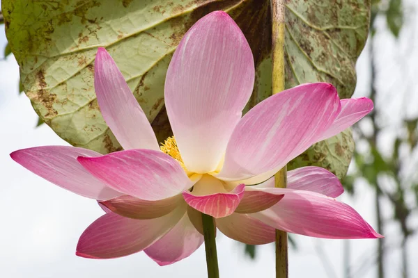 Lily Lotus Flower Pond Flora — Stock Photo, Image