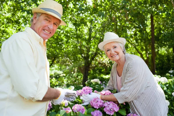 Man Woman Smiling Prune Flowers Together — Stock Photo, Image