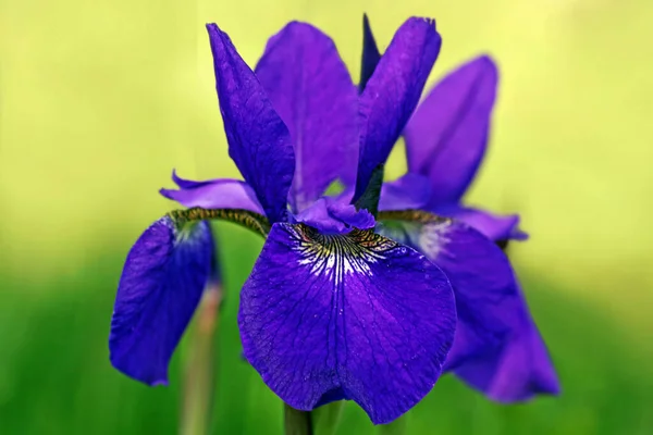 Vista Panoramica Bellissimo Fiore Iris — Foto Stock