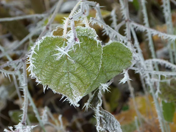 Frost Magi Lämnar Hjärtat — Stockfoto