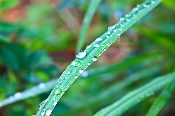 Капли Воды Зеленой Траве Утром — стоковое фото