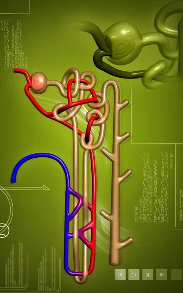 Digital Illustration Nephron Colour Background — Stockfoto