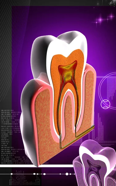 Ilustración Digital Sección Transversal Los Dientes Fondo Color — Foto de Stock