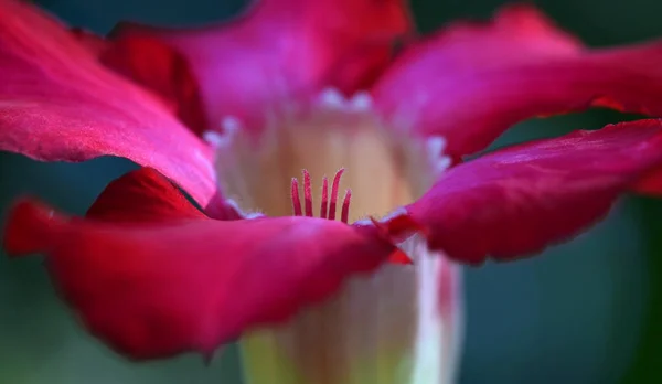 Bellissimi Fiori Concetto Floreale Sfondo Naturale — Foto Stock