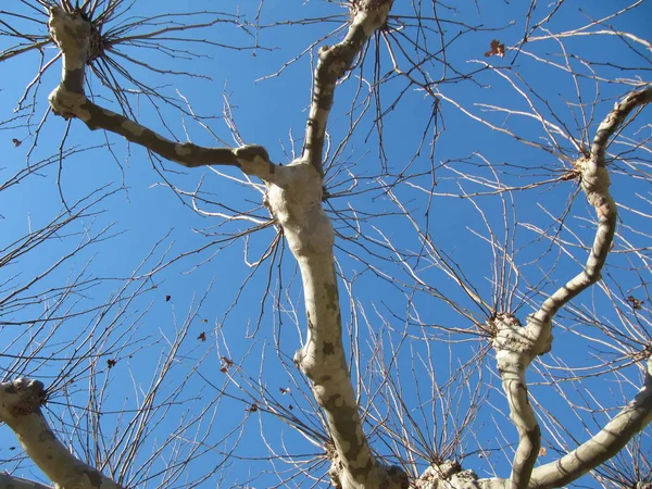 Sycamore Vestido Inverno Provençal — Fotografia de Stock