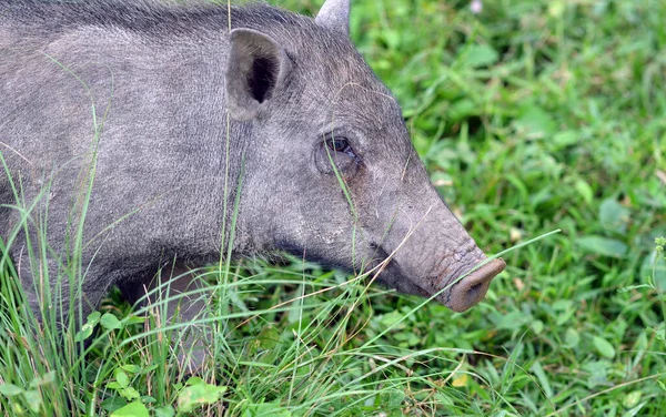 Porträt Eines Wildschweins — Stockfoto