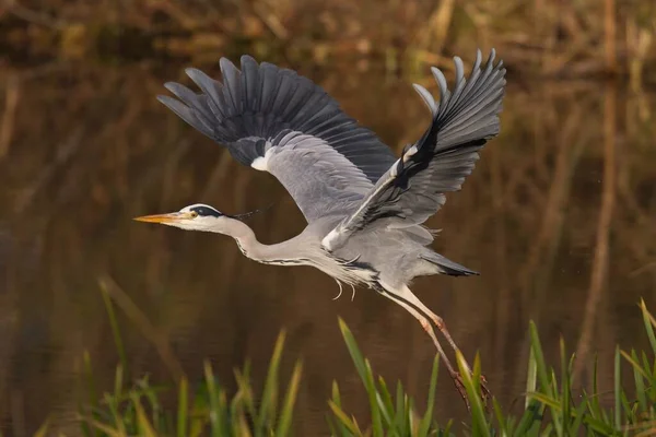 Vista Panorámica Garza Pájaro Naturaleza — Foto de Stock