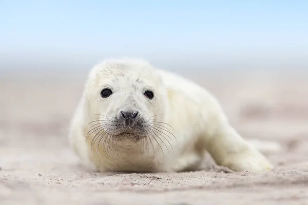 Sello Mamífero Marino — Foto de Stock