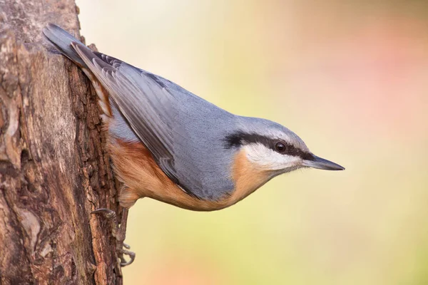 Plan Pittoresque Oiseau Dans Scène Extérieure — Photo