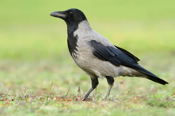 Die Haubenkrähe Corvus Corone Cornix — Stockfoto