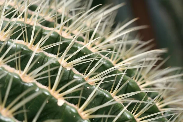 Mooi Botanisch Schot Natuurlijk Behang — Stockfoto