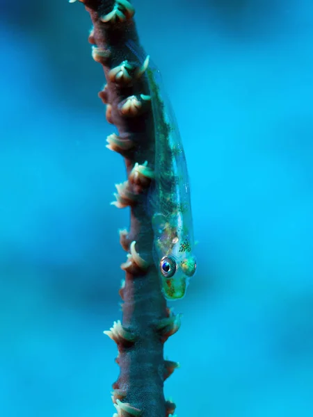 Closeup View Insect Nature — Stock Photo, Image