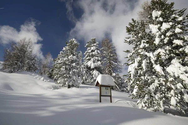 大雪の後アルプスの冬の風景です 冷凍環境で雪で覆われたカラマツの広角ショット — ストック写真