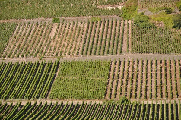 Weinanbau Flora Auf Dem Land — Stockfoto